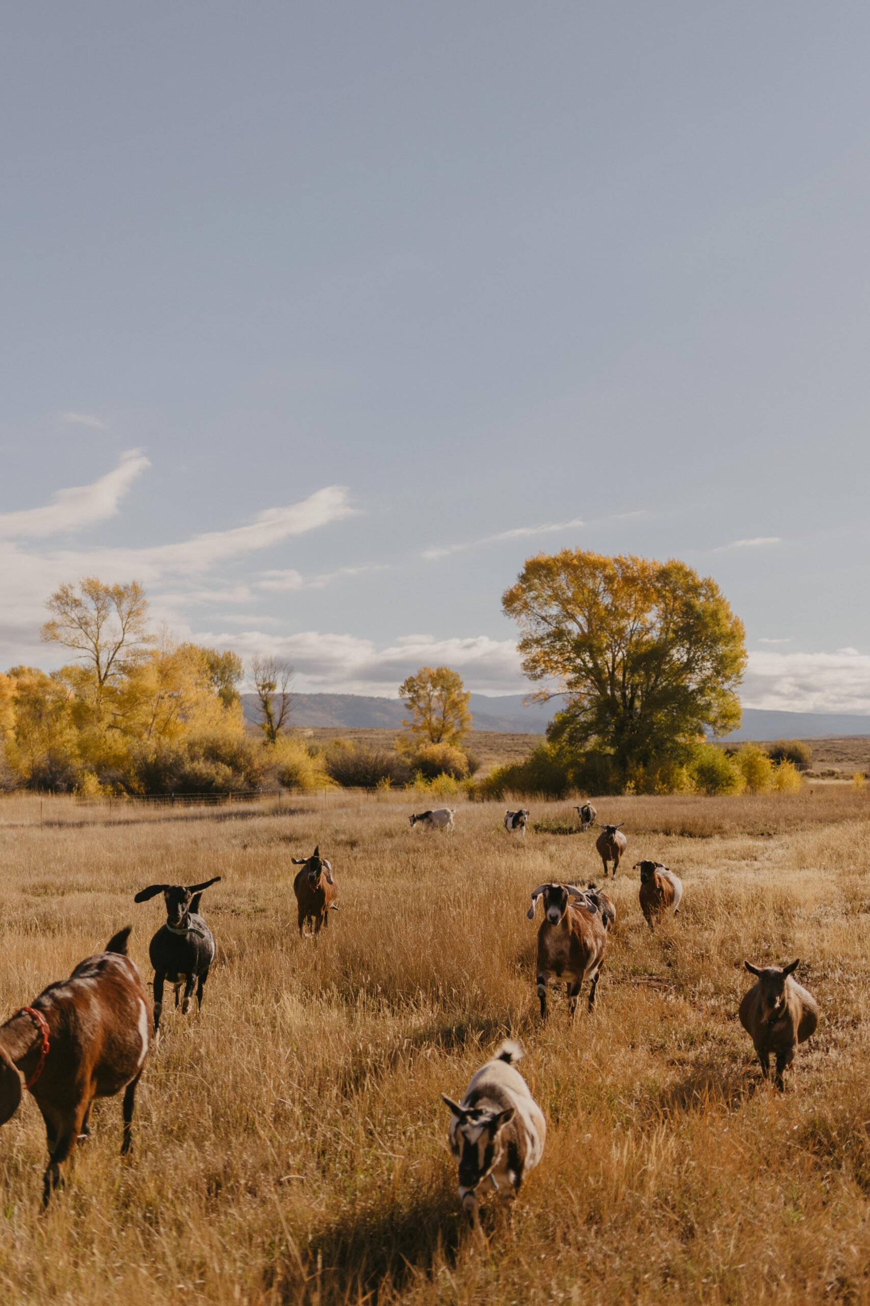 Goat Dairy Creamery in Wyoming