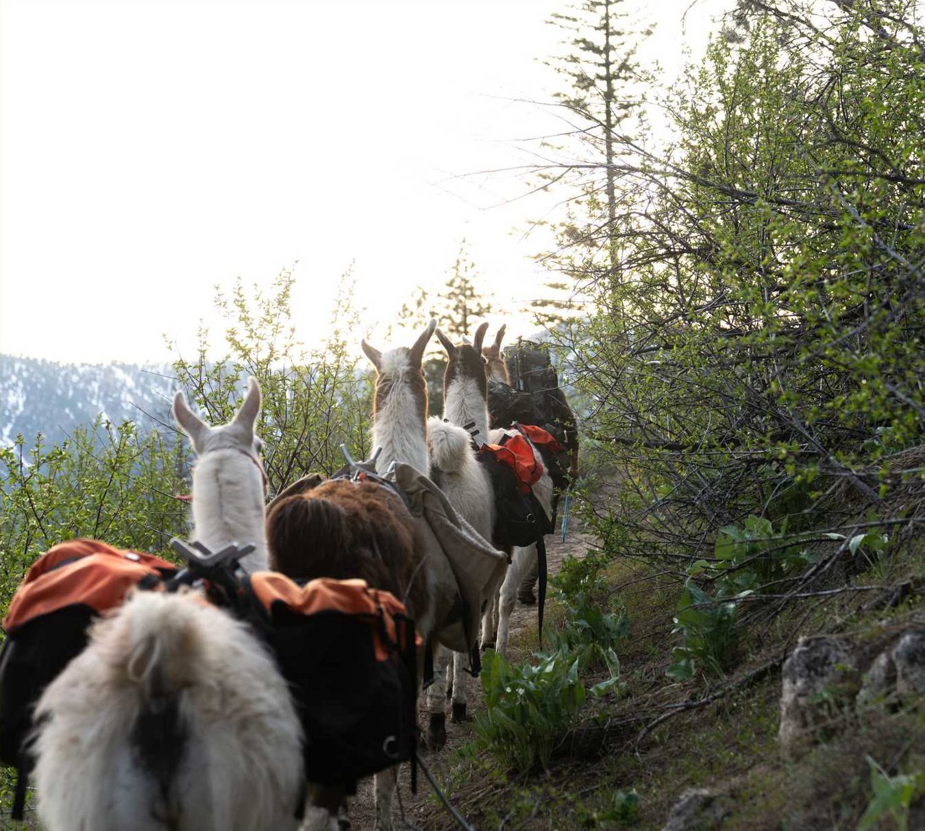Llama Experiences - Brush Creek Ranch