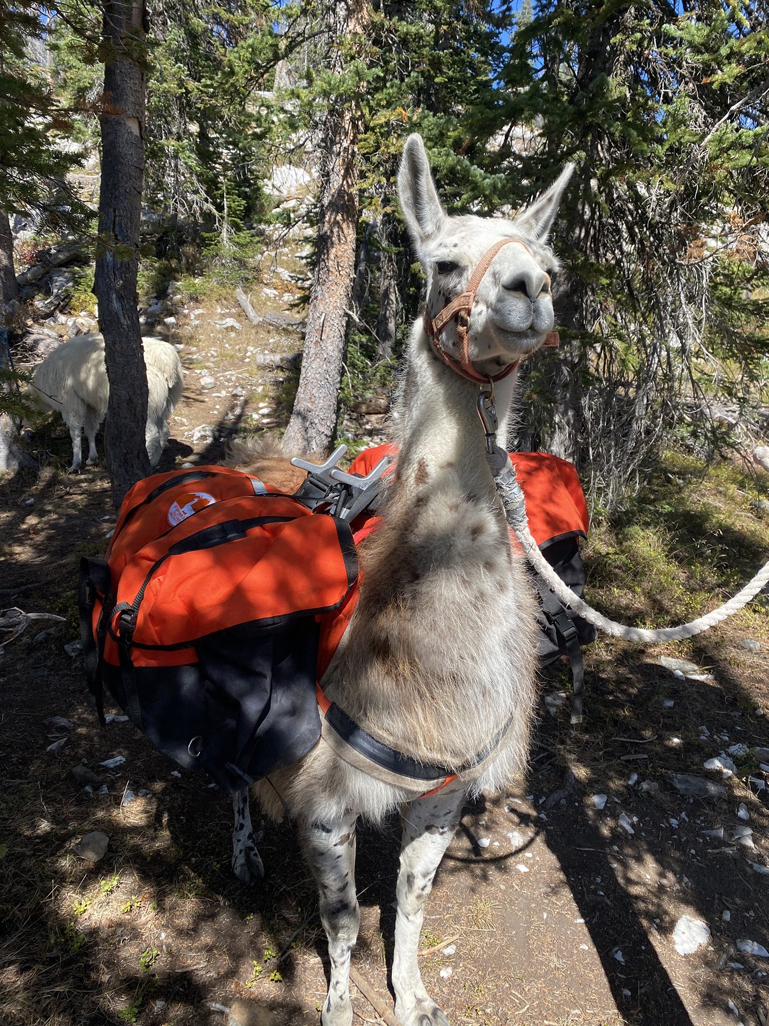 Llama Experiences - Brush Creek Ranch Llama Experiences - Brush Creek Ranch