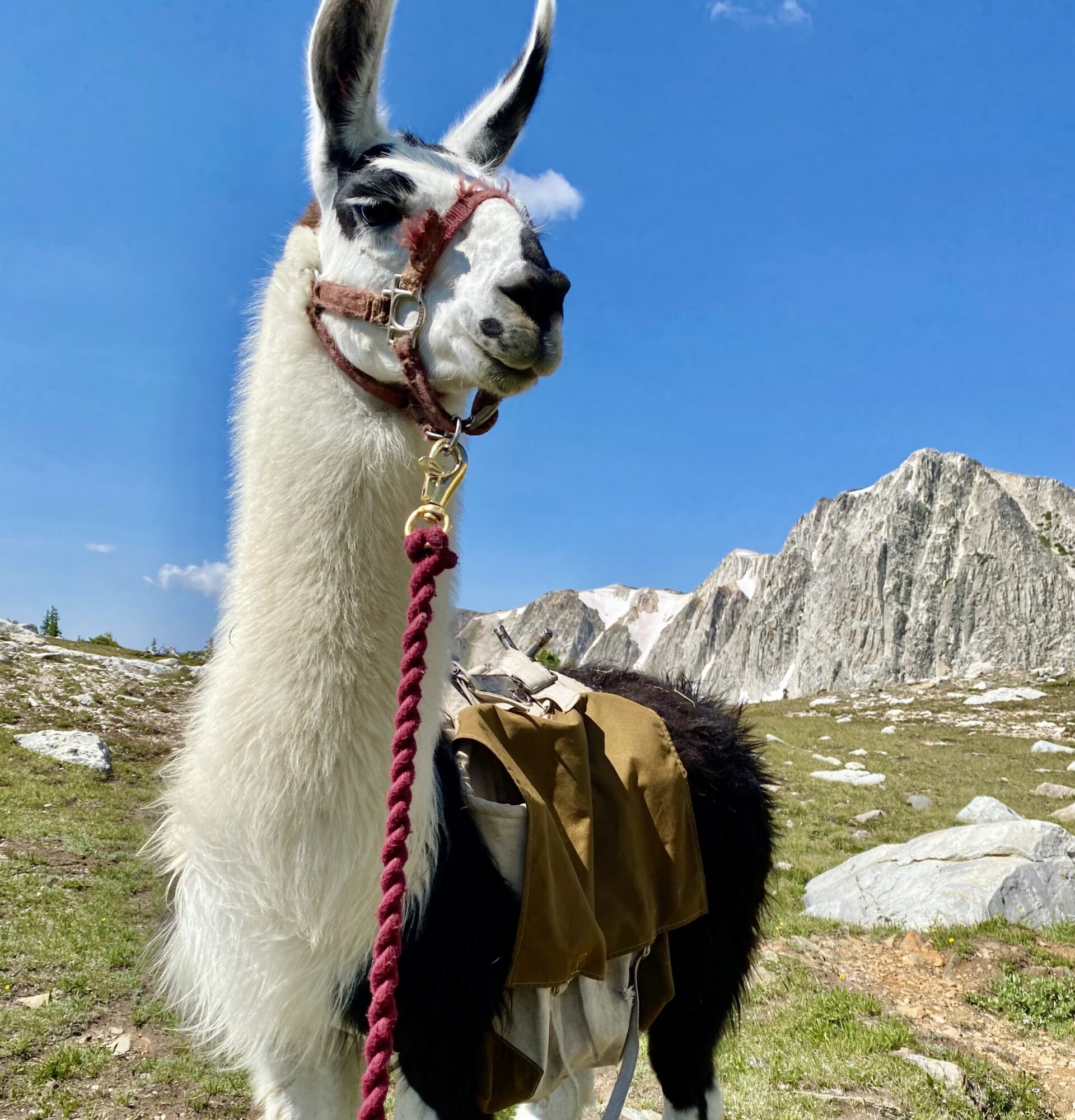 Llama Experiences - Brush Creek Ranch