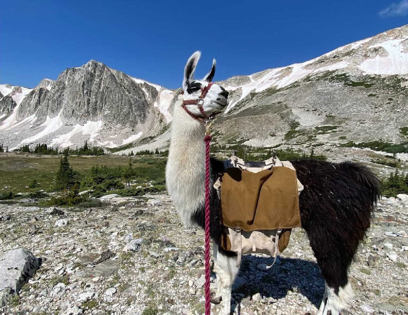 Llama Experiences - Brush Creek Ranch