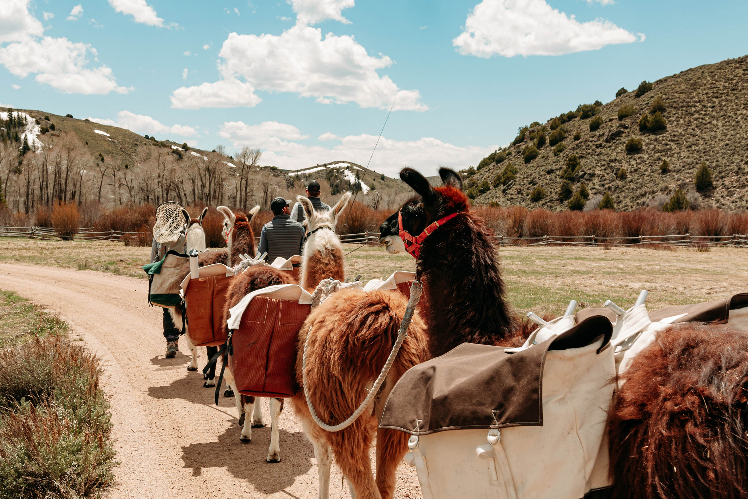 Llama Experiences in Wyoming