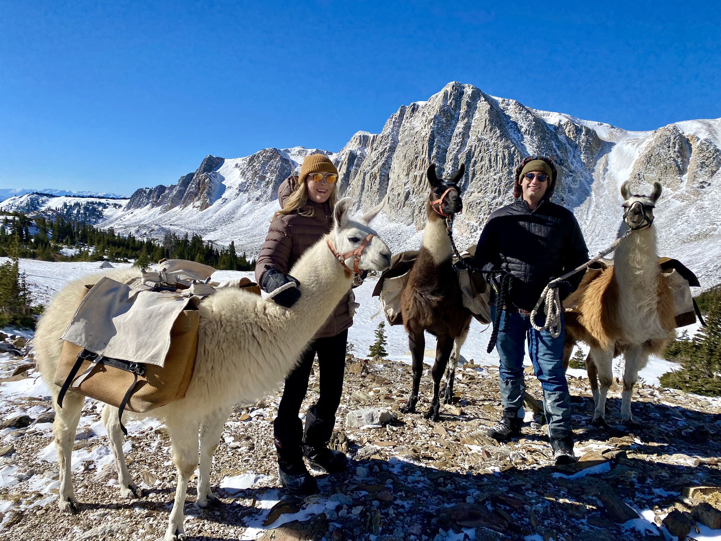 Llama-Activities-at-Luxury-
