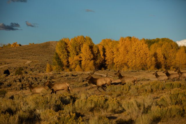 Fall Elk Bugling Wyoming Luxury Ranch Resort