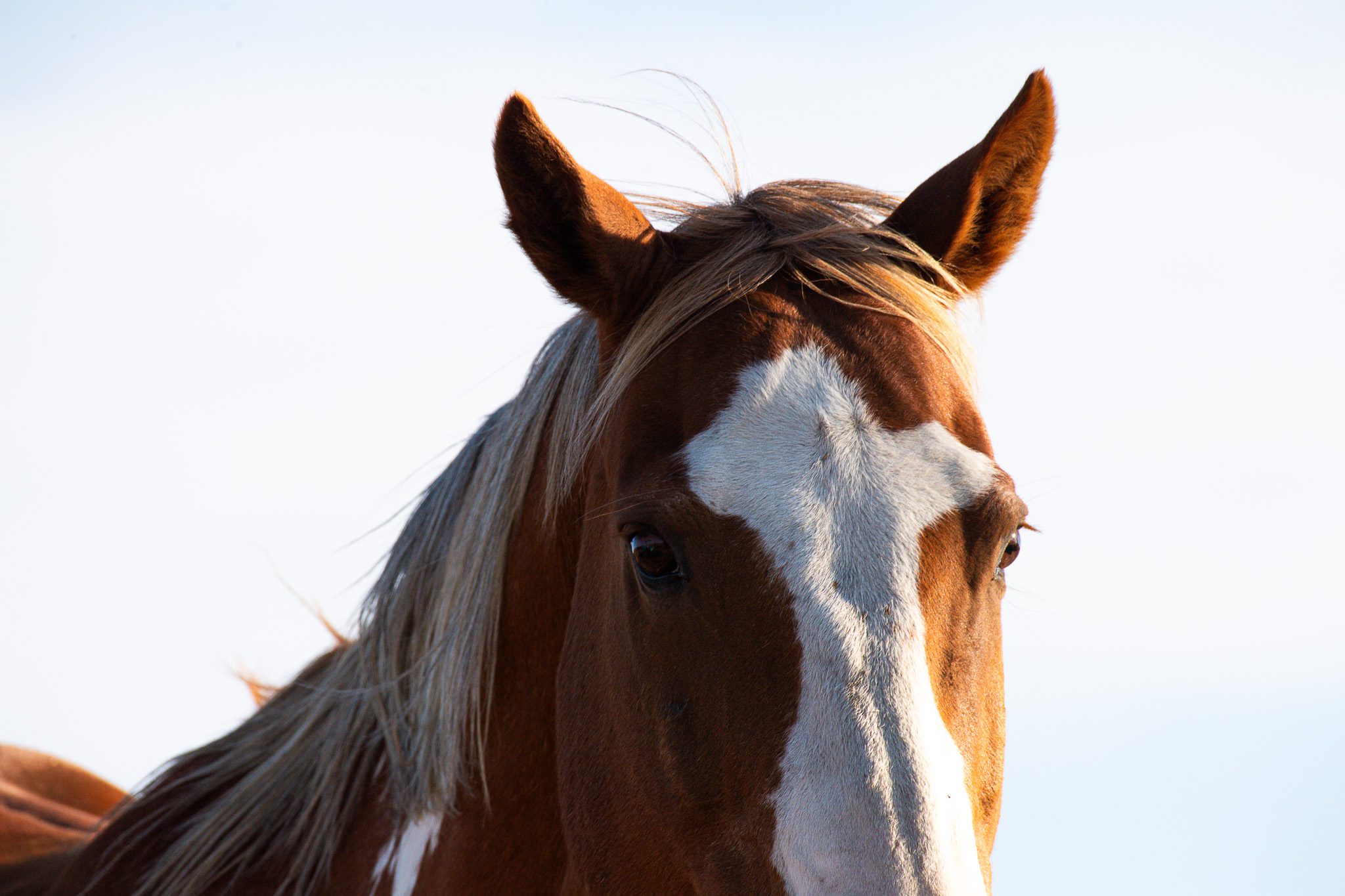 Winter Photography Experience at Brush Creek Ranch with Ilana Habib