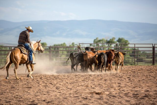 Cattle Drive at Brush Creek Ranch