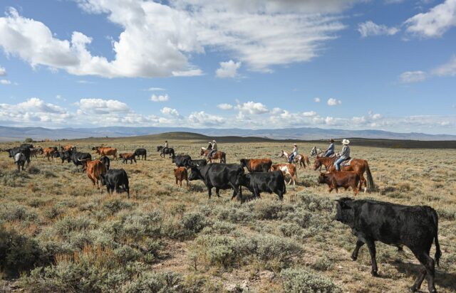 Brush Creek Ranch Authentic Cattle Drive